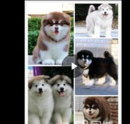 合肥热门犬舍常年出售宠物狗 品种齐全 保证健康纯种